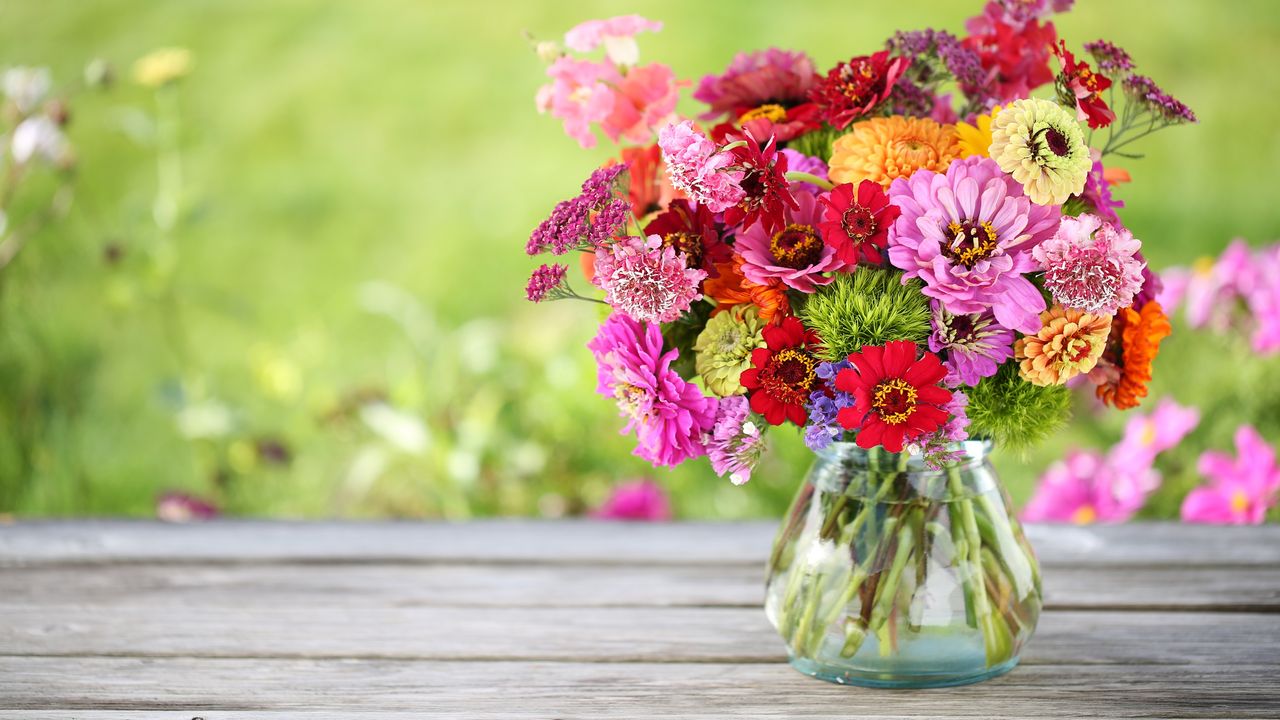 What zinnias actually need in July – 5 essential tasks to keep these vibrant beauties blooming