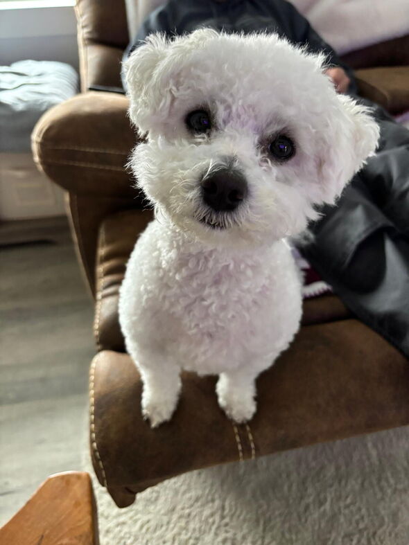 Bichon frise