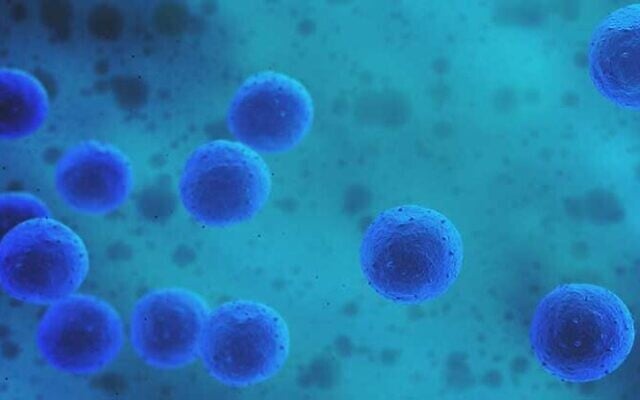 Illustrative. Stem cells. (via Twitter)