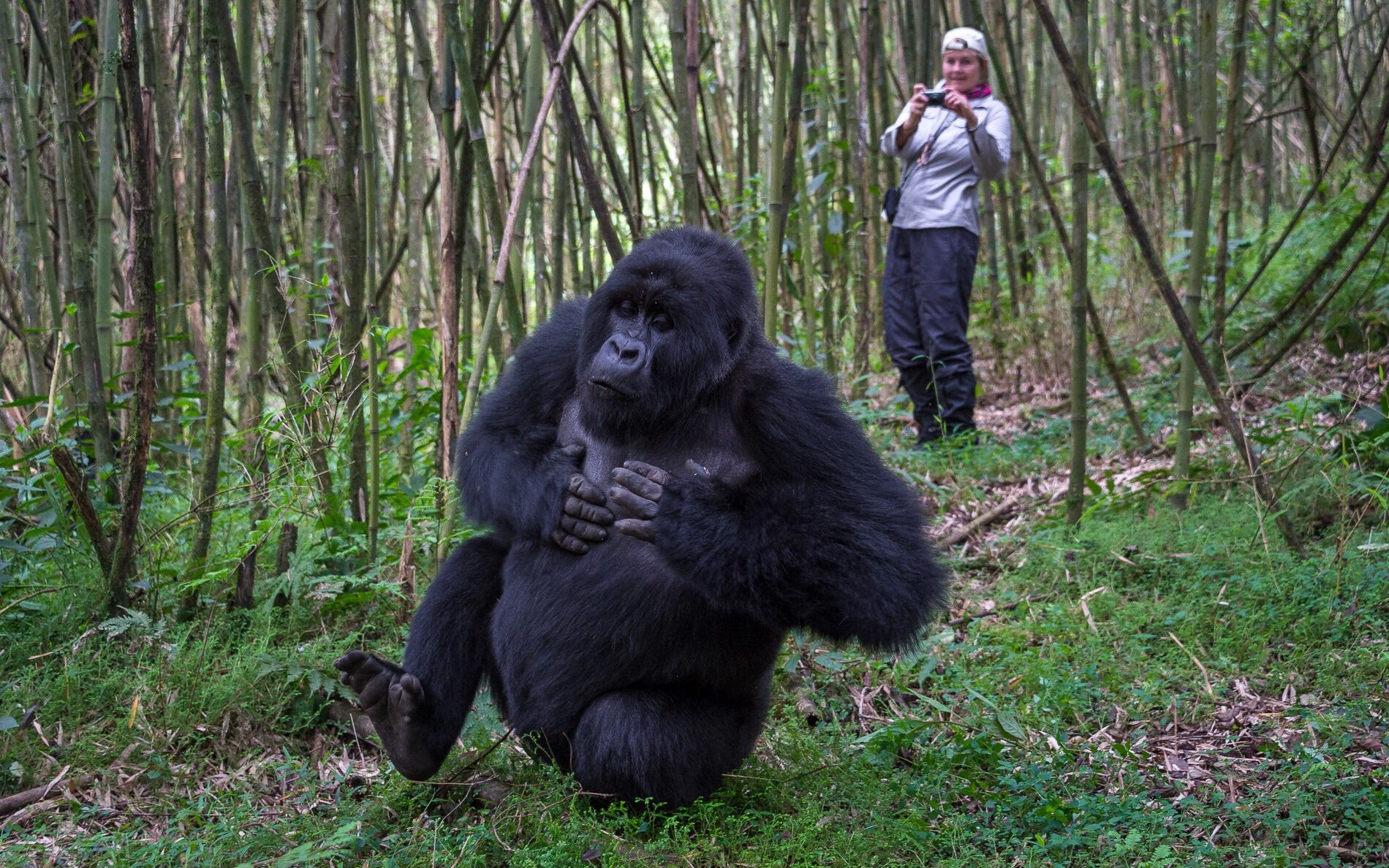 Getting up close with a mountain gorilla in Rwanda on a guided trekking excursion