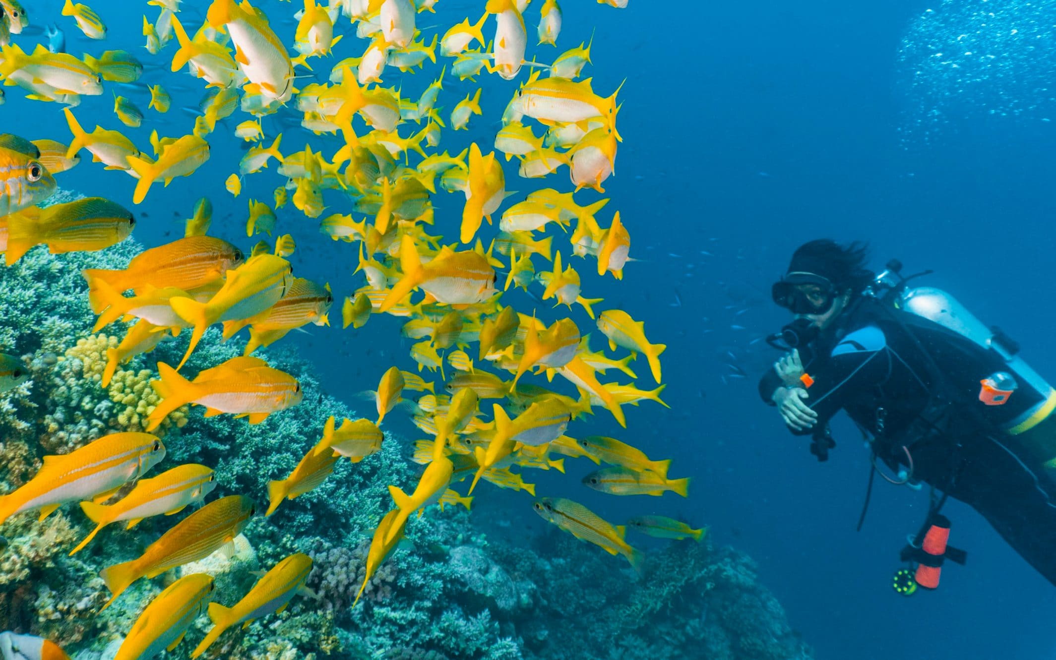 Snorkelling in the Great Barrier Reef