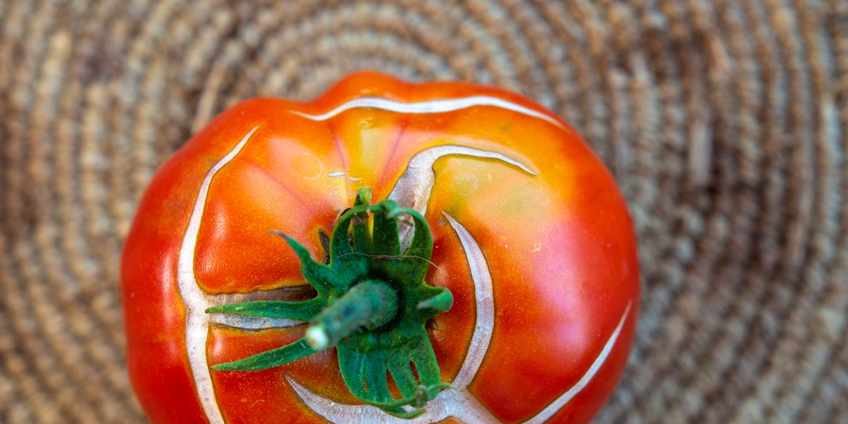 Why Tomatoes Split