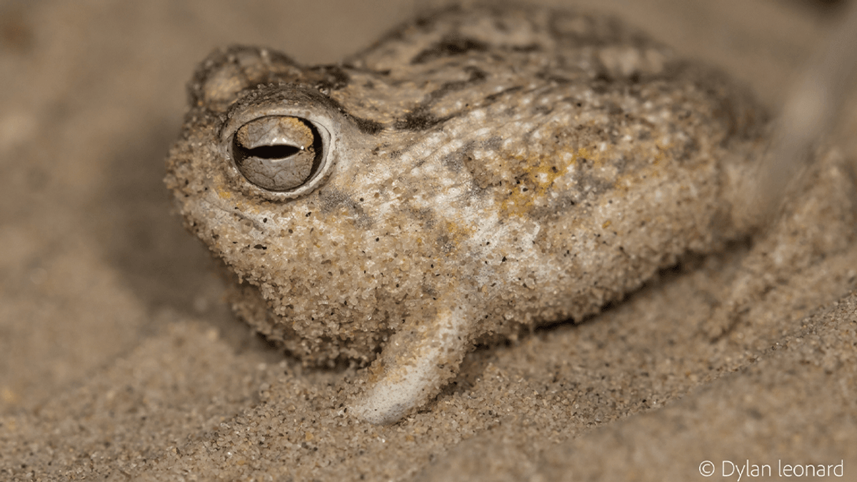 As if these creatures don't have enough to deal with. - Image Credit: © Dylan Leonard via iNaturalist (CC-BY-SA)
