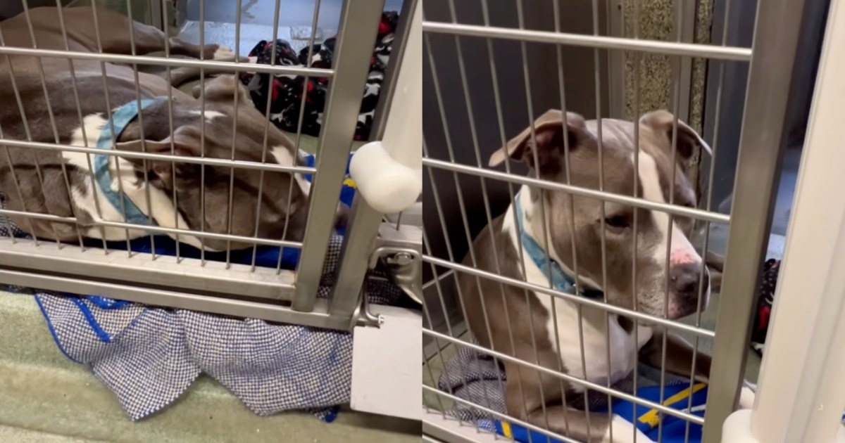 Shelter Dog Wonders Why He's Still Waiting in a Kennel, Shows Human What Giving up Looks Like