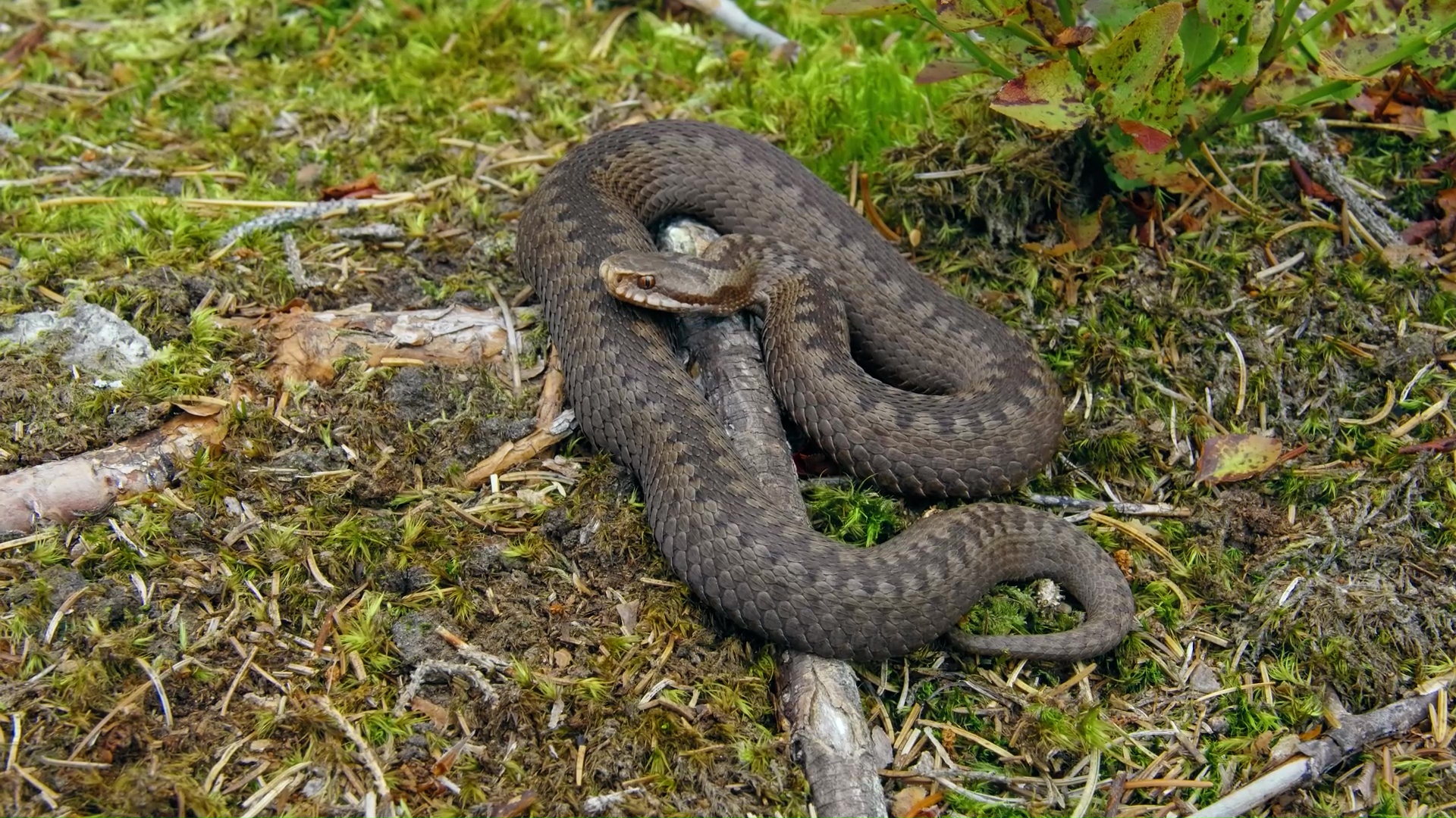 I captured a rare European viper up close