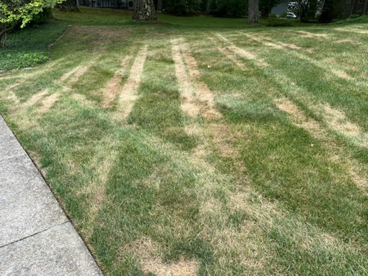 lawn-damage-mowing-in-heat.jpg