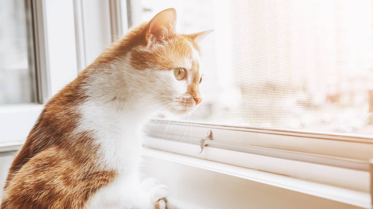 Cat 'Helps' Save Home From Flooding in the Cutest Way Possible