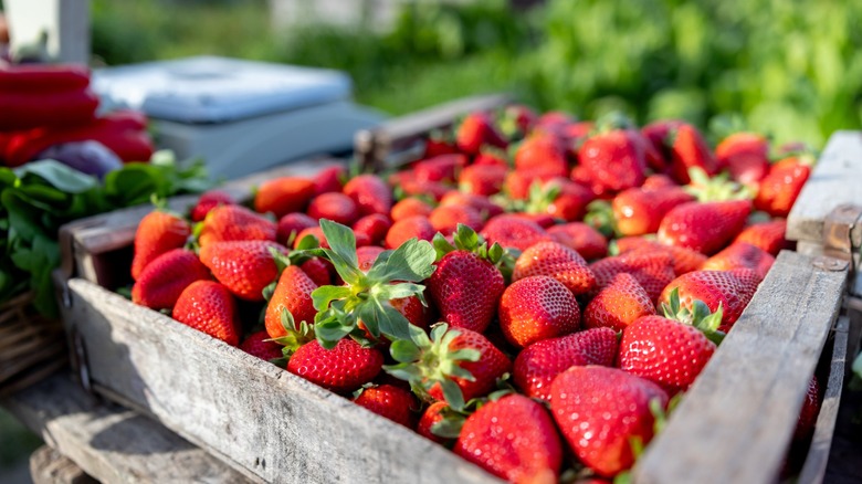 Why Strawberries Rot So Quickly (And How To Store Them For Longer Lasting Freshness)