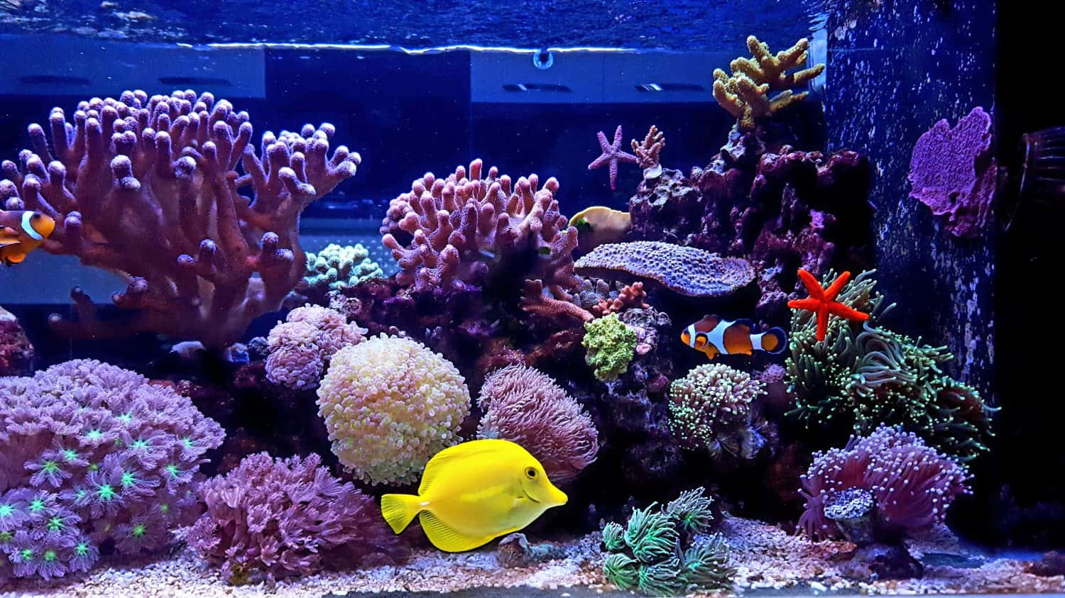 Amazing colorful saltwater coral reef aquarium