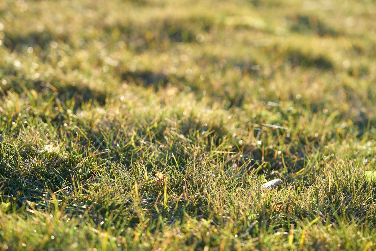 too hot to mow.jpg