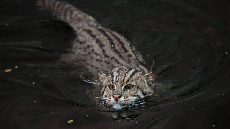 Fishing cat (Prionailurus viverrinus).