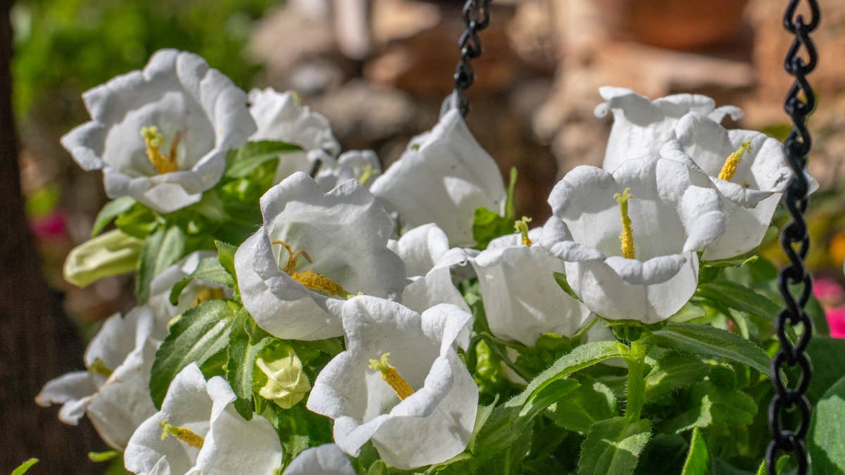 delicate-white-bells-ringing-with-sunshine