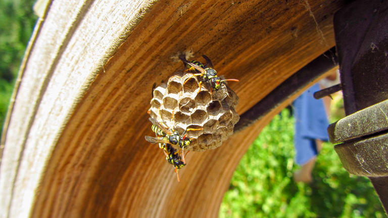 How to repel wasps naturally with the help of one common essential oil