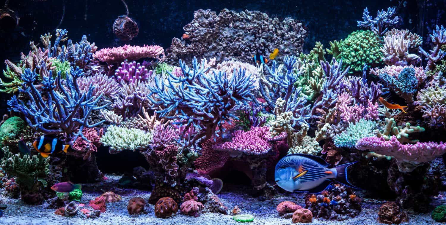 Aquarium tank