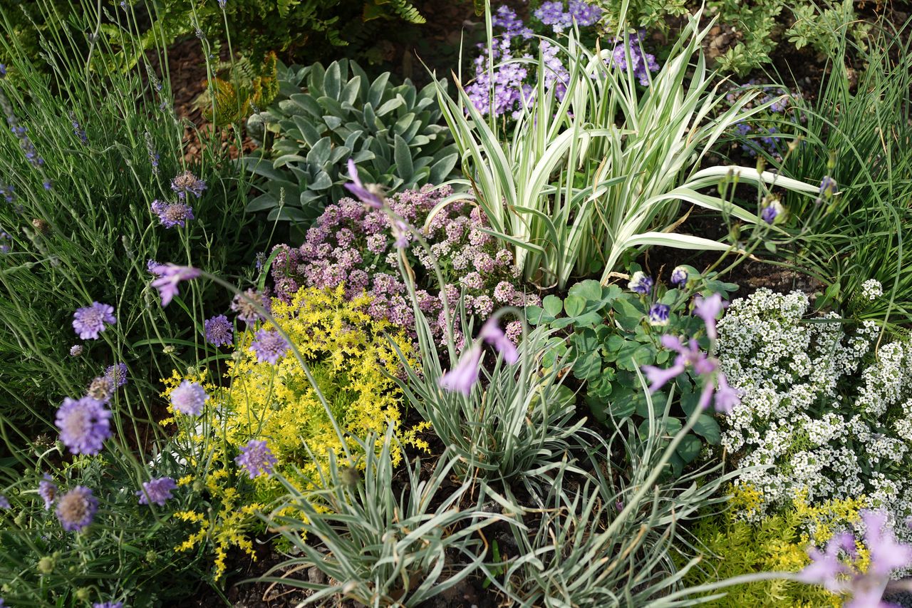 Garden with shades of purple