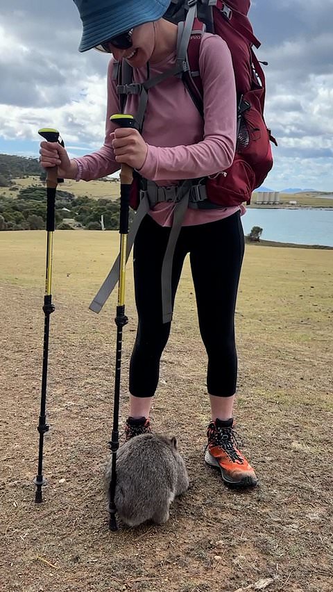 Wombat uses hiker’s pole to scratch itself