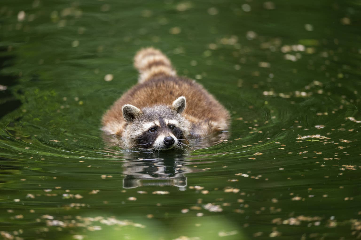 Raccoon struggling to stay afloat in a Texas lake gets rescued by fishermen who refused to leave him behind