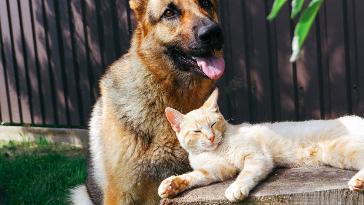 German Shepherd Gets His Own Tiny Orange Kitten, and It's Pure Adorable Mayhem