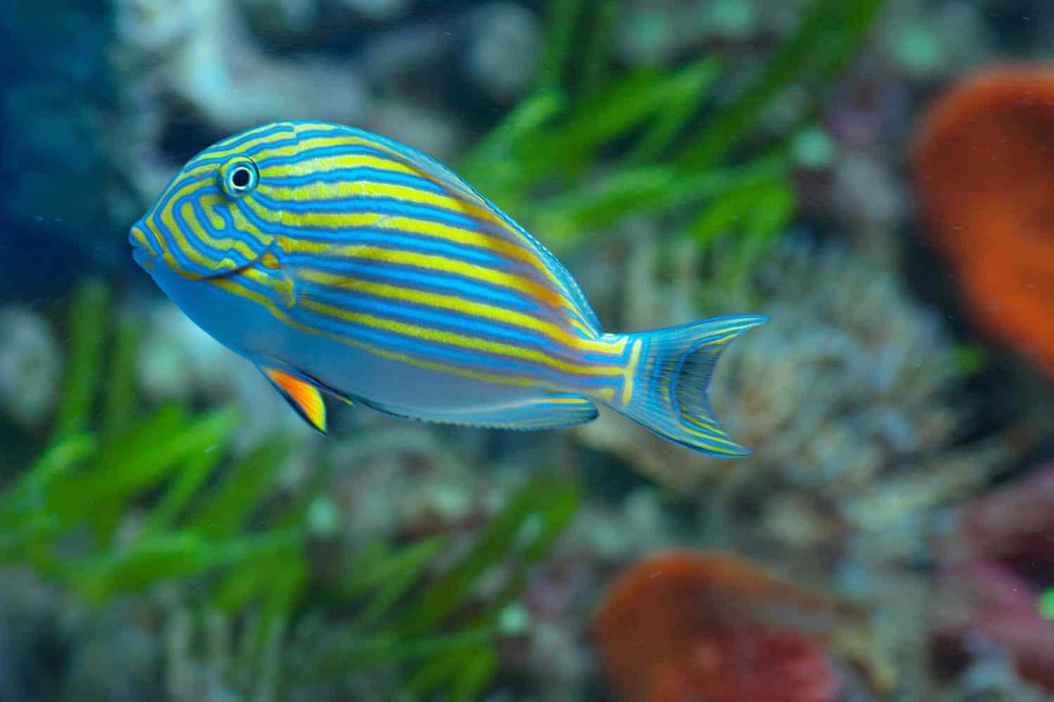 Clown tang fish acanthurus lineatus. Macro close up of marine fish