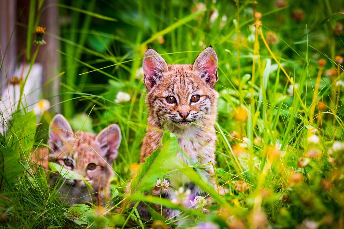 bobcat-cubs-kittens-in-tall-grass-and-wild-flowers