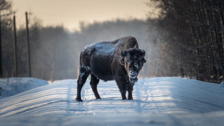 A wood bison in the snow in Canada