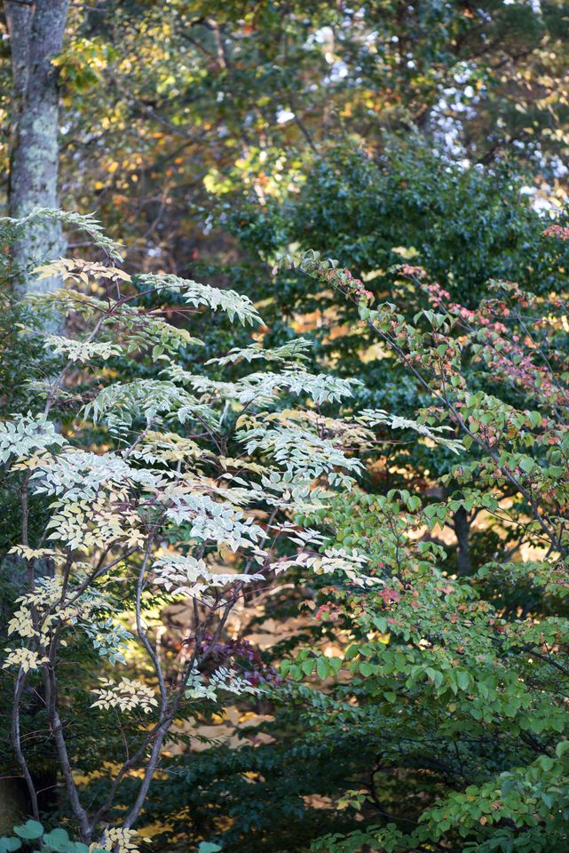 Dogwood tree