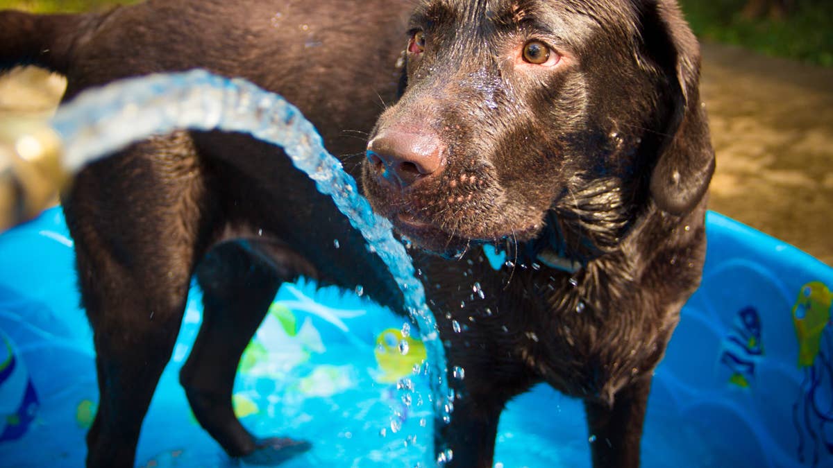Chocolate Labrador's Joy Over a Backyard Pool Session Is Absolutely Contagious
