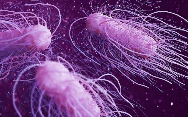 A 3D illustration of the salmonella bacteria (urfinguss; iStock by Getty Images)