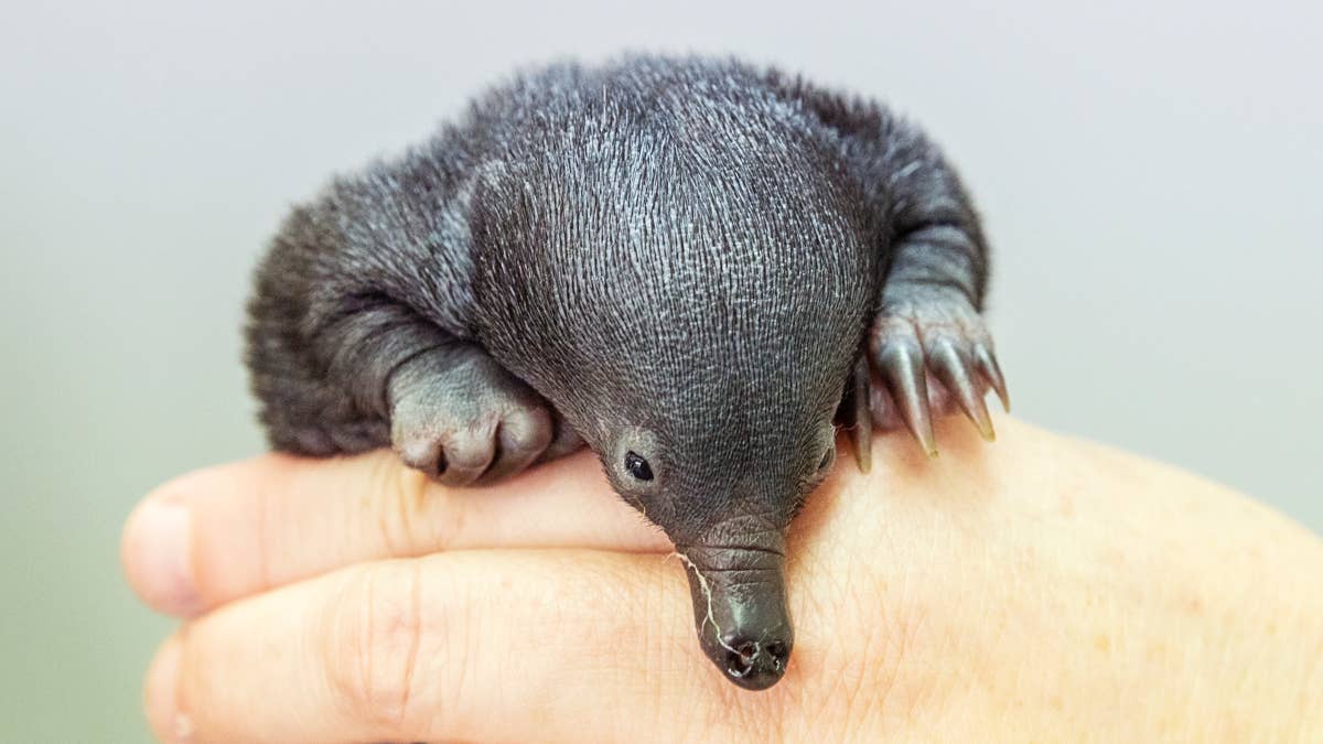 San Diego Zoo Welcomes Rare Echidna Twins: What You Need to Know