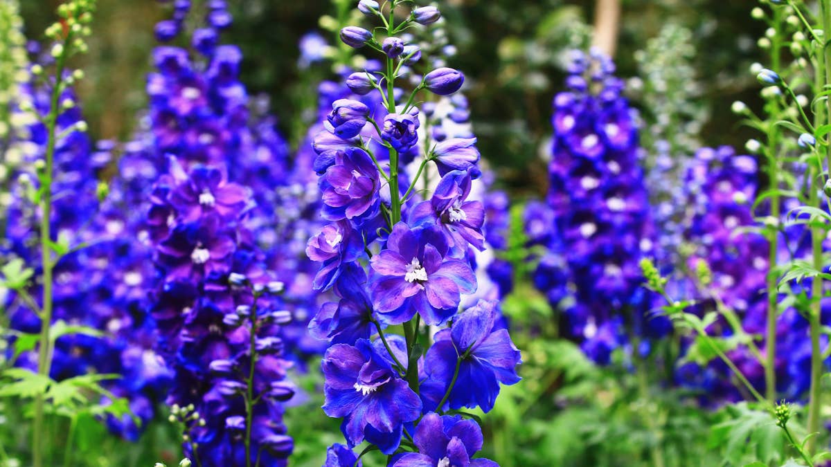bloomingcolorfuldelphiniumcandledelphiniumenglishlarkspurtalllarkspurflowersclose-upofbluewith