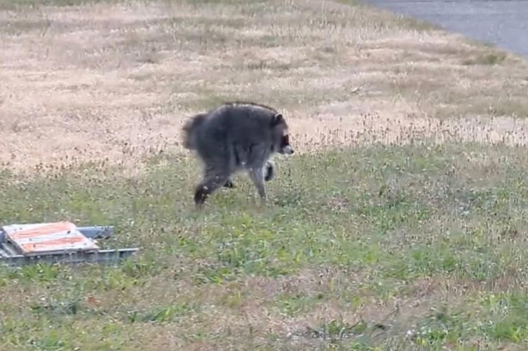Devastating truth about Seattle's viral deformed mutant raccoon Jimothy