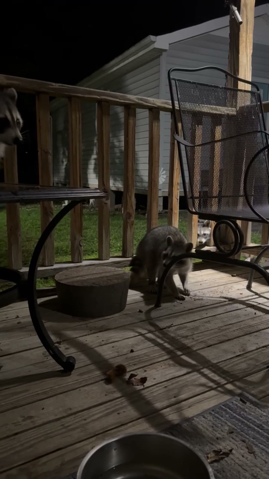 Adorable raccoons enjoy a late night snack on the deck