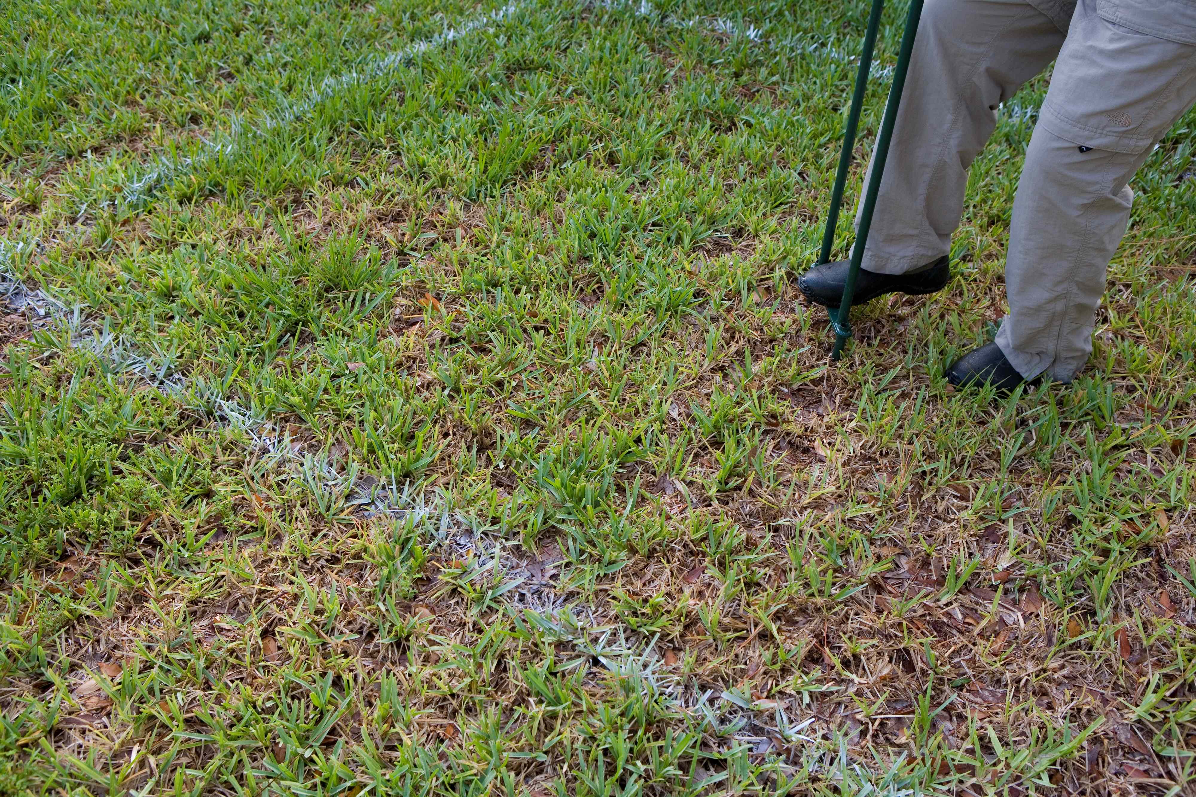 Dethatching vs. aerating: How to know which lawn treatment is right for ...