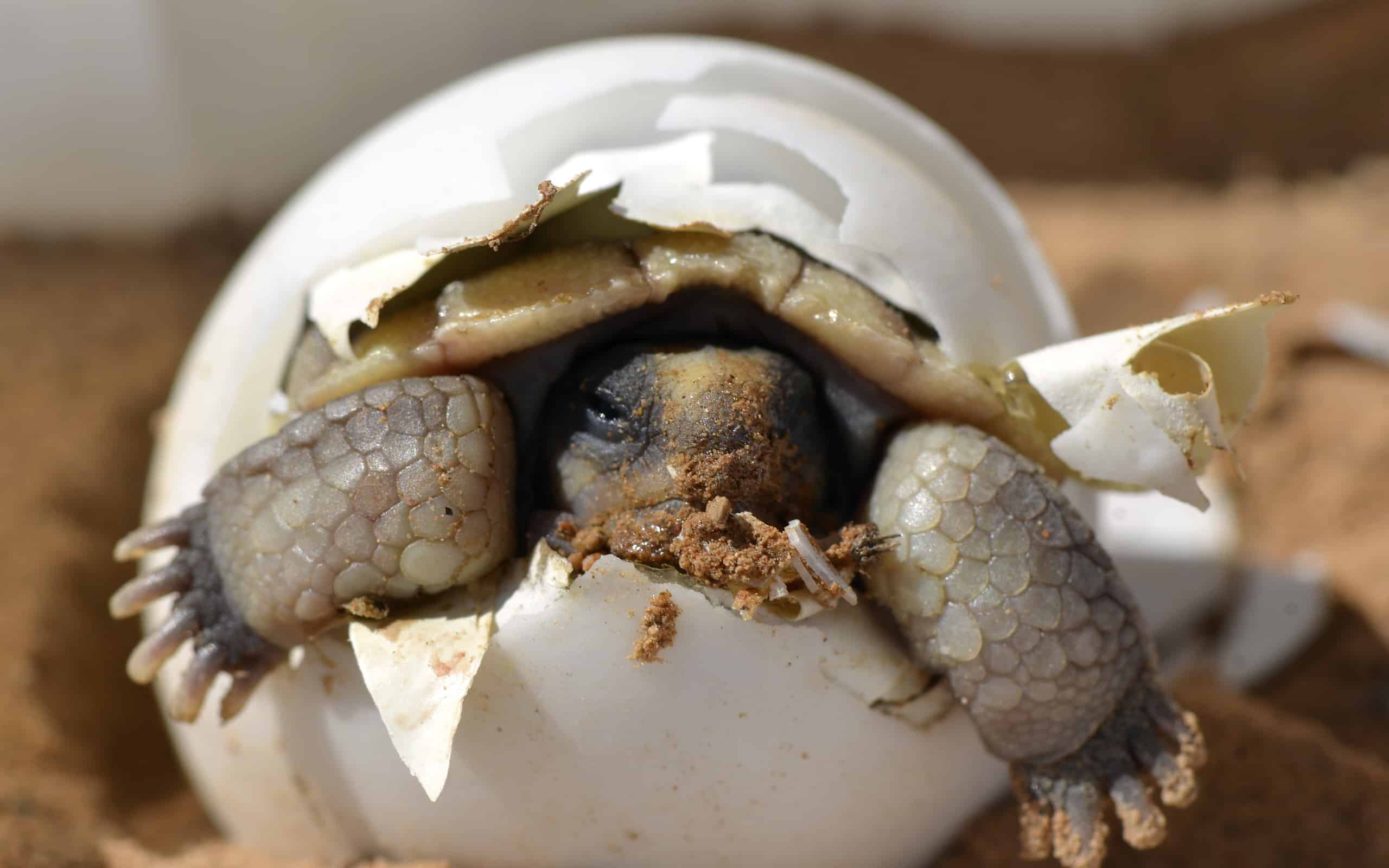 Baby desert tortoise