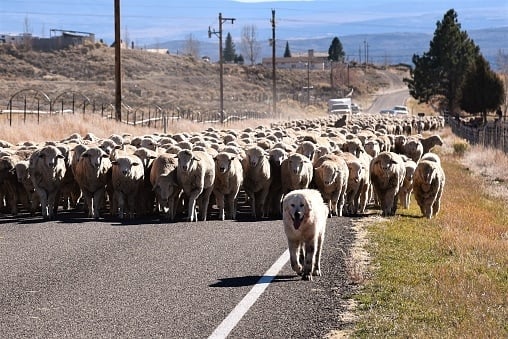 Sheep, Dog, Herding, USA, Agriculture