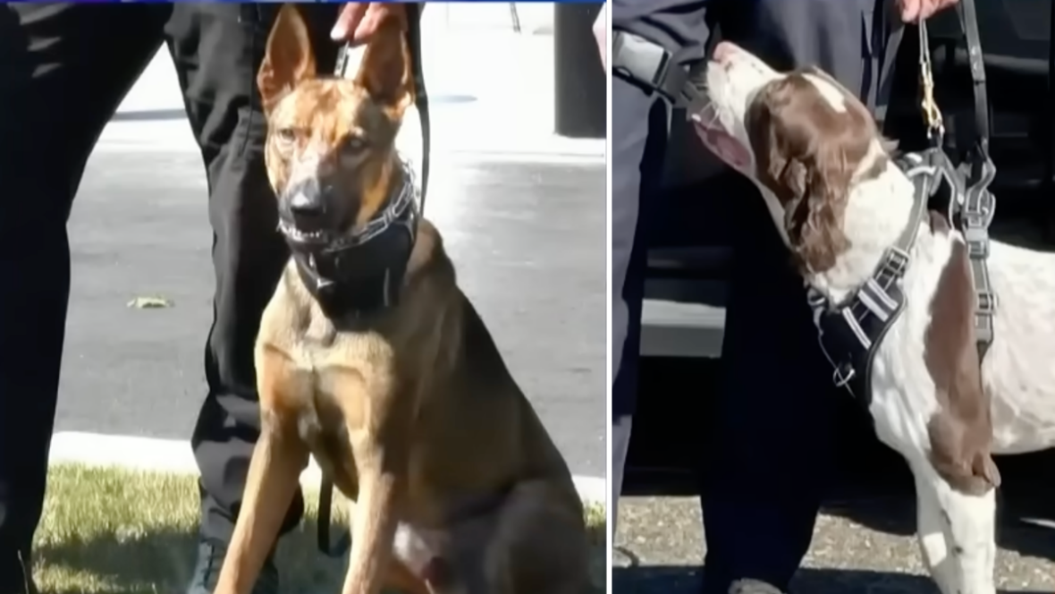 Two police dogs died in a hot patrol SUV. Now the public is demanding answers.