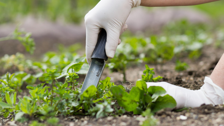 Hands using a hori hori knife to pull weeds