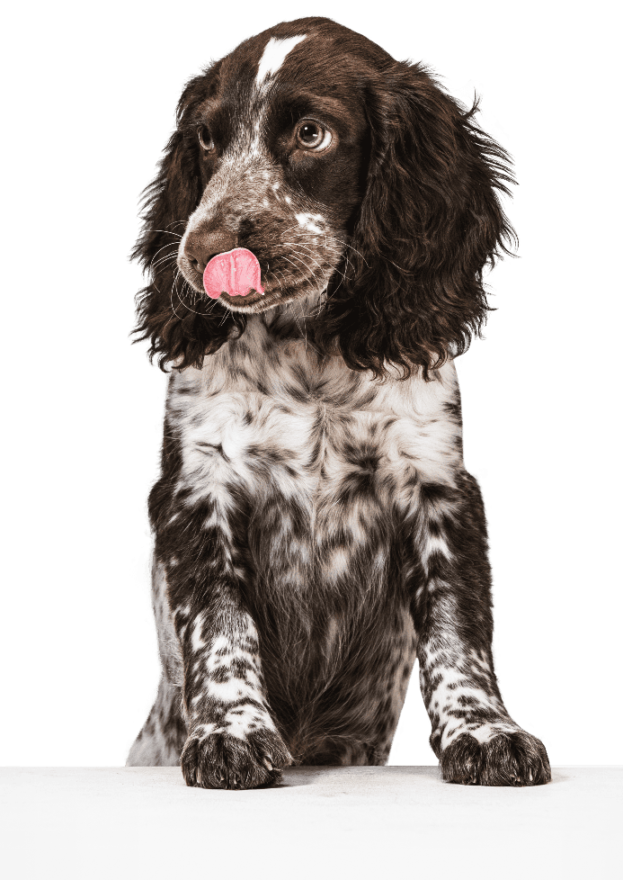 If you want early detection, peace of mind, and better communication with your veterinary team, use a dog health tracker.