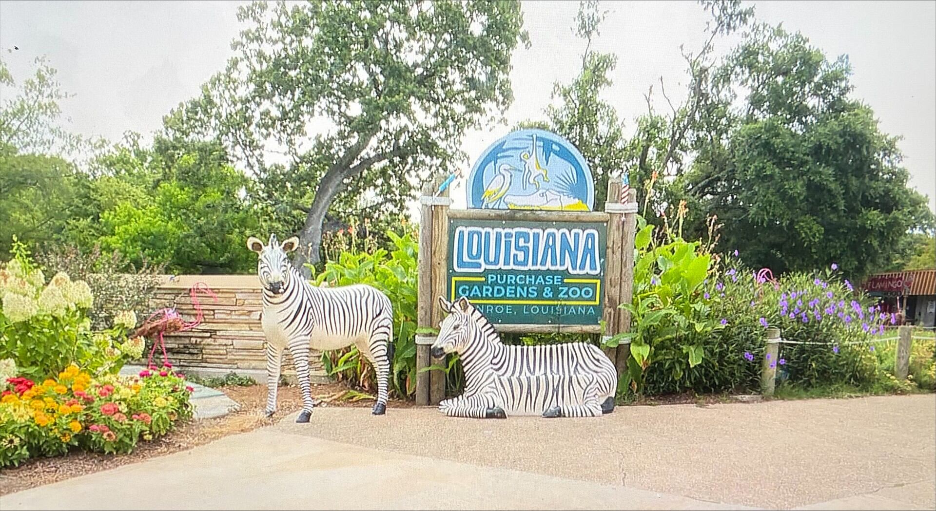Driver crashes through bison exhibit gates at Louisiana Purchase ...
