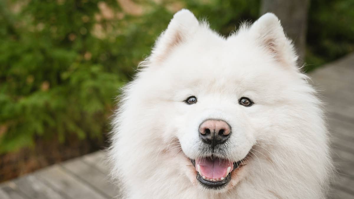 beautiful-samoyed-dog-walking