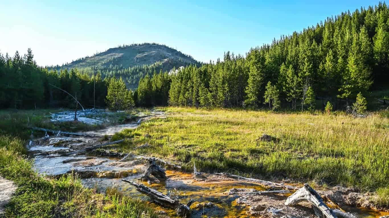 What You Should Know About Yellowstone’s Bison