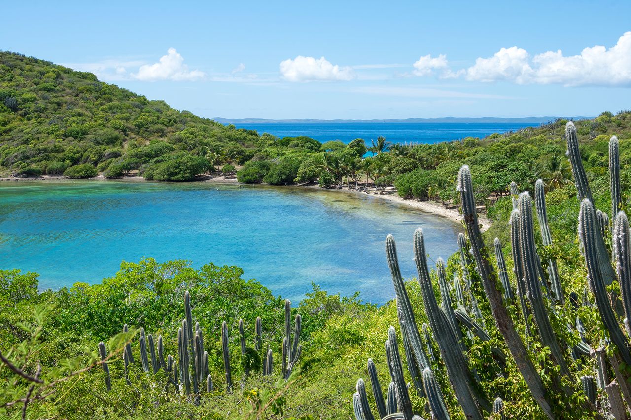 A scenic tropical bay with clear waters lush greenery and cacti in the foreground in Culebra Puerto Rico