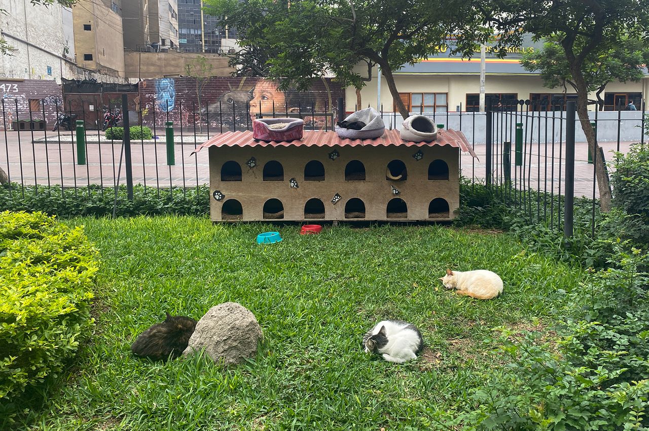 Cat house in a park with several cats lying on the grass around it