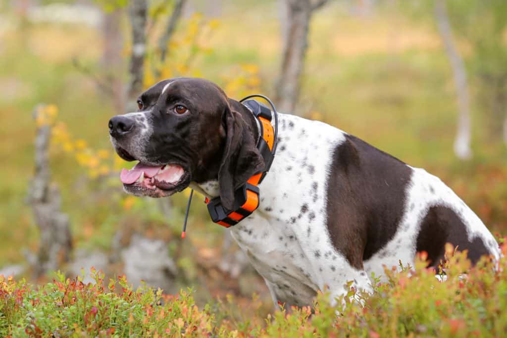 Smart dog collars include GPS tracking, so losing sight of your pet will no longer be a problem.