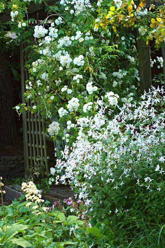 White garden