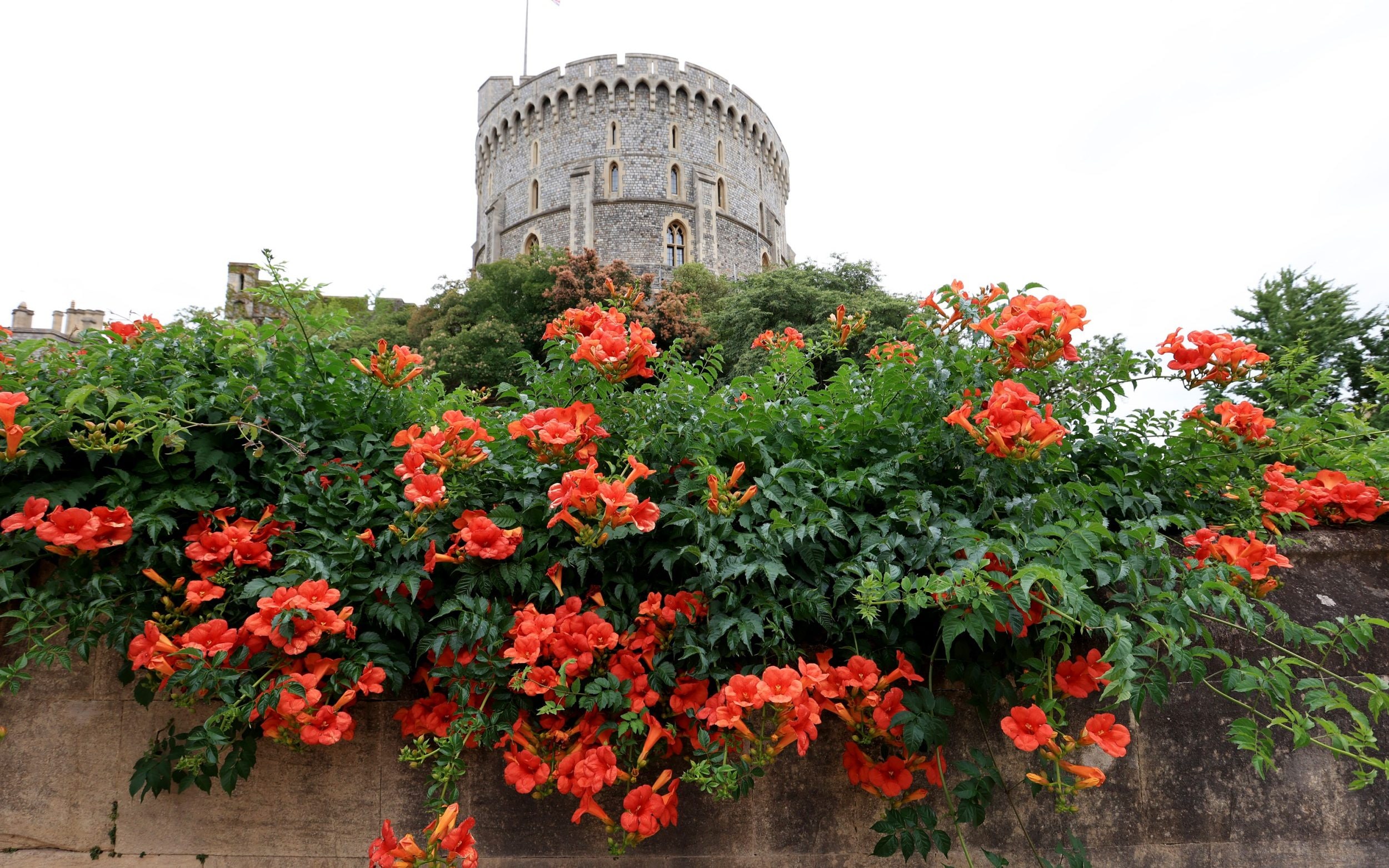 View of trumpet flower growing in front of the Round Tower at Windsor Castle,