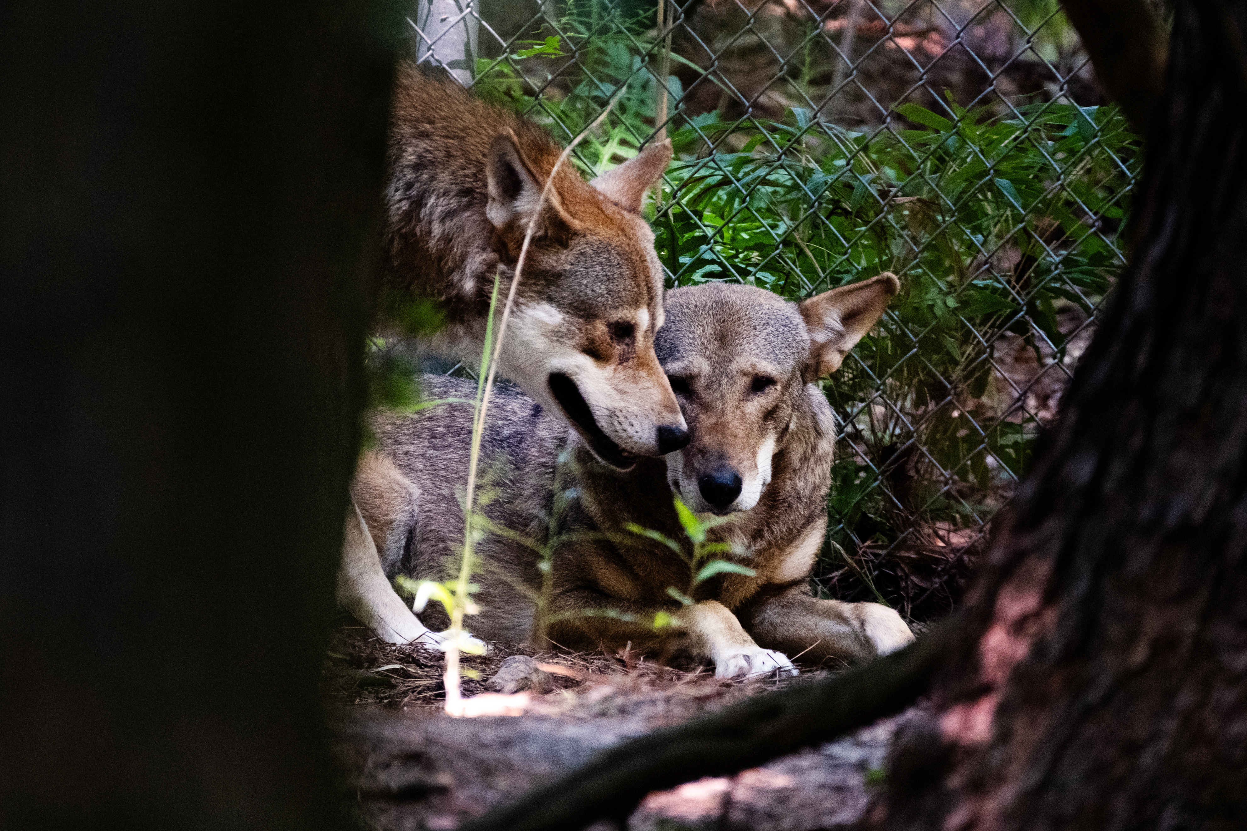 Red wolf litters bring hope of 'incredible comeback' for endangered animal