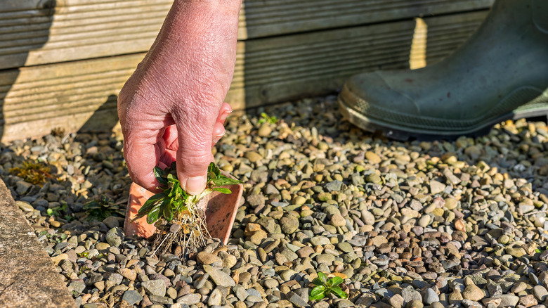 Stop hand pulling: There's a smarter way to remove weeds from gravel driveways