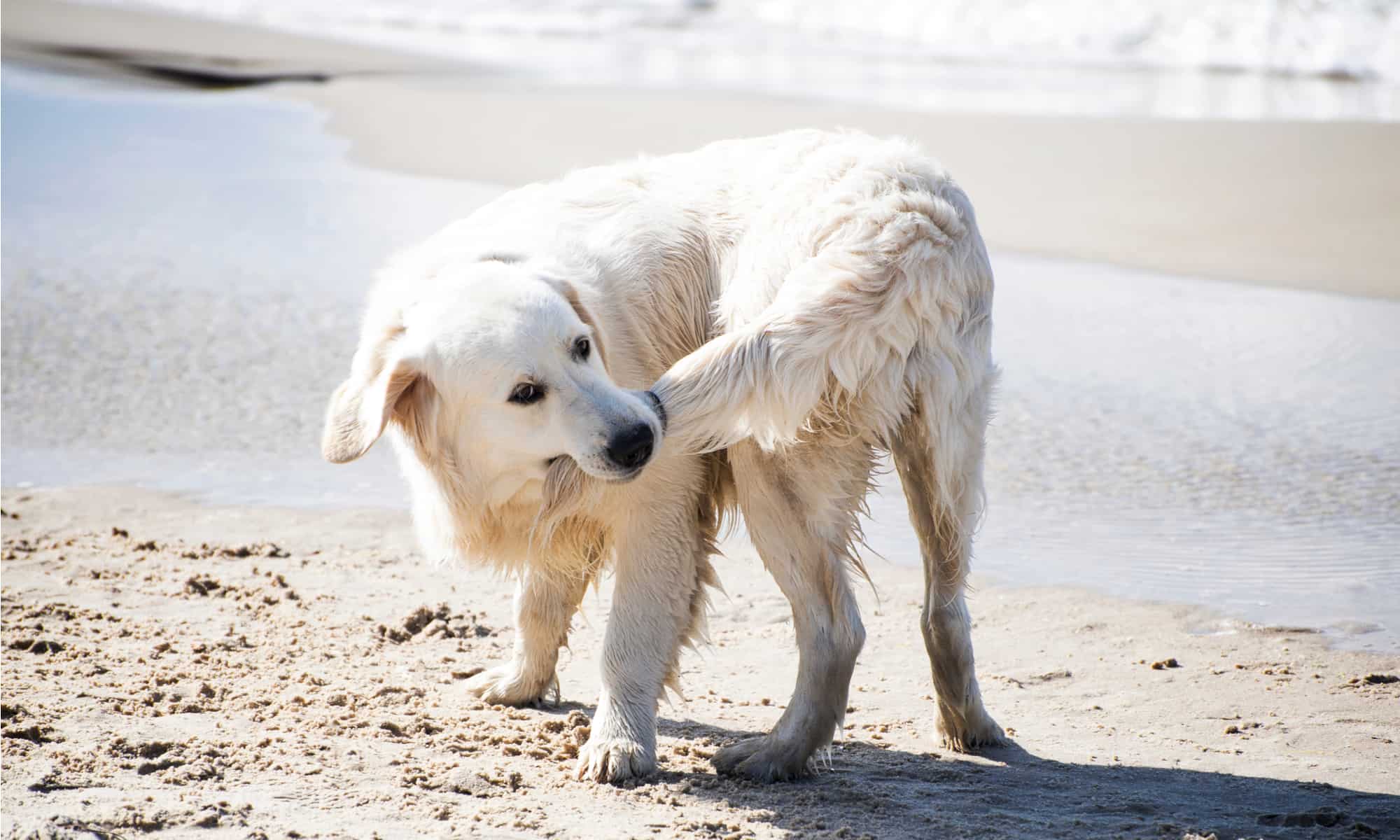 why do dogs chase their tails