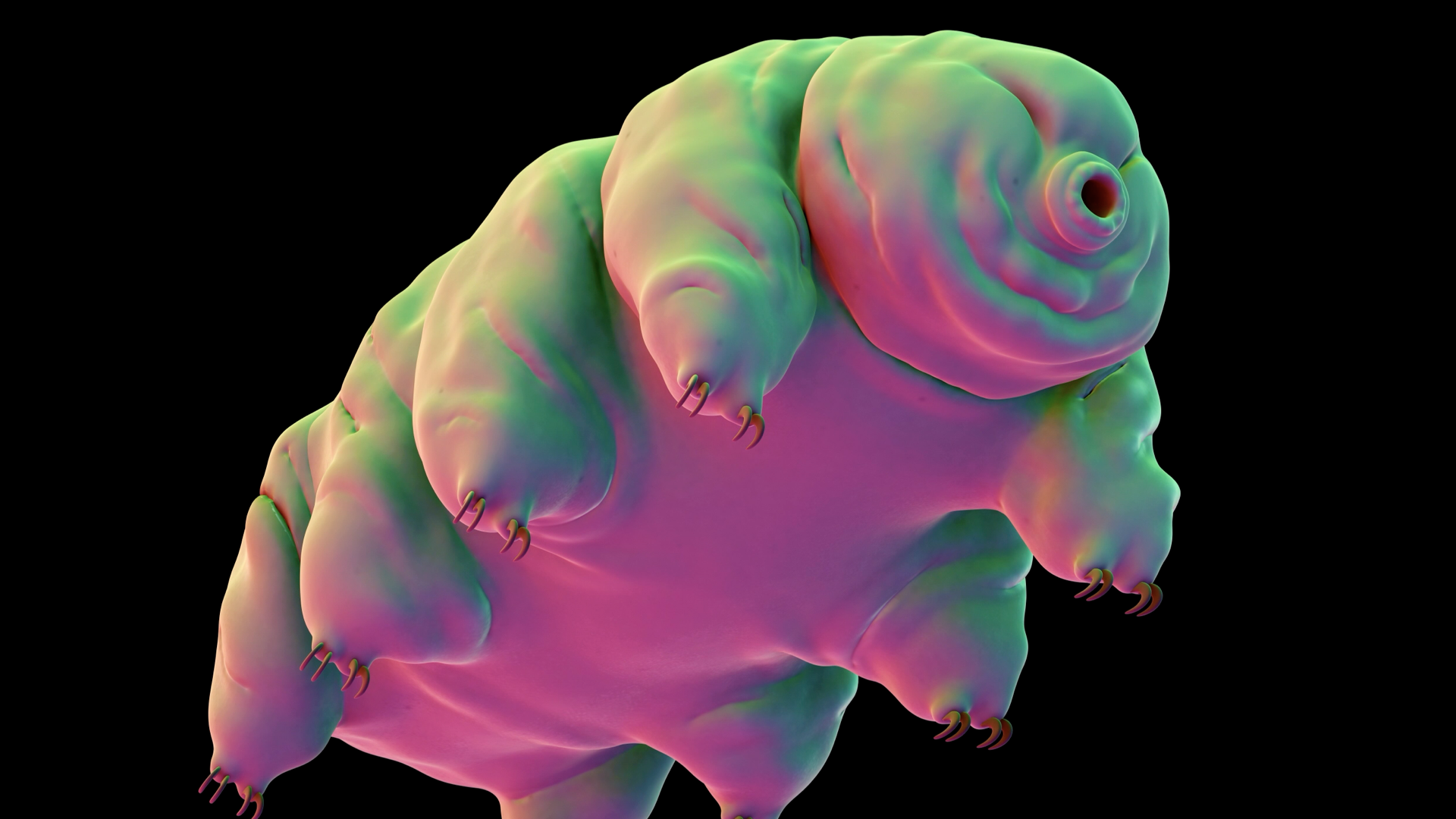 These Water Bears Are The First Animals To Survive In Space